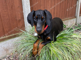 15 weeks old female starter puppy