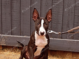 Male 3months old