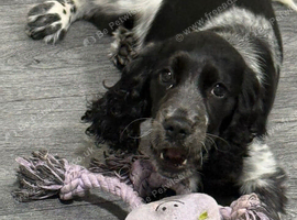 5 month old gorgeous Cocker spaniel female