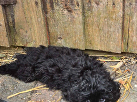 Cockapoo male puppy