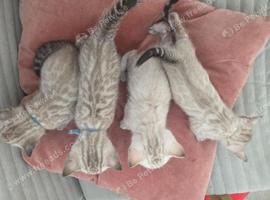 snow bengal kittens