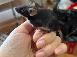 Black tan line mix Tiny Rex