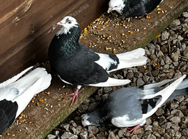 Tumbler & Fancy Pigeons