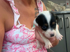 4 beautiful Jack Russell puppies