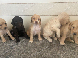 Cokapoo puppies