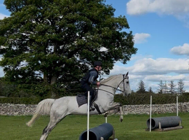 Paddy All rounder grey thoroughbred