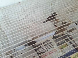 Bengalese and zebra finches