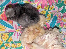 Hybrid day old chicks