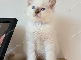 Last Lilac male ragdoll kitten