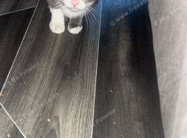 Female cat