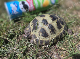 Russian tortoise with enclosure and accessories needs rehoming asap