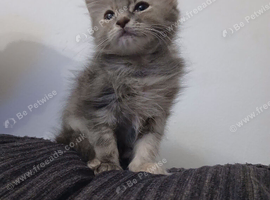 Maine coon cross girl