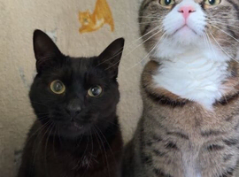 Bonded pair of loving indoor cats looking for a calm home