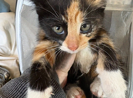 Beautiful kittens