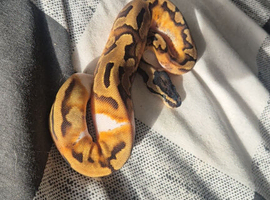 Orange dream enchi pied