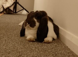French Lop buck 14 months