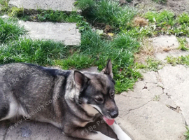 Husky mixed for sale