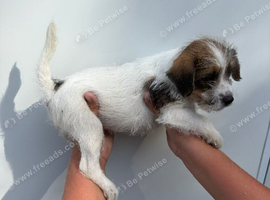 True Jack Russel puppy&rsquo;s for sale