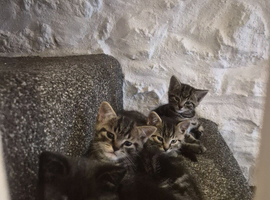 5 kittens for sale