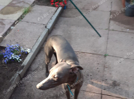 for sale blue whippet eleven month old dog 5 generation pedigree excellent pedigree top working bloodlines fully innoculated micro chipped will make a