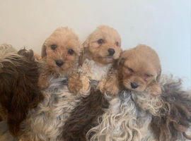 Cockapoo x toy poodle puppies
