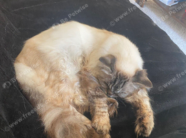 Gorgeous Ragdoll 7 Years Old Girl Vet Chkd an Vaccinated