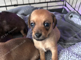 Stunning litter off chi weenie pups