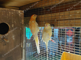 Redrumps for sale.