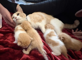 Male kitten for sale Somerset