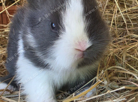 Baby Blue and white Lionhead buck