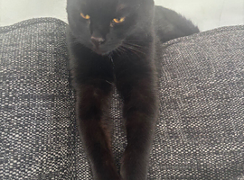 Selling my British short hair black cat