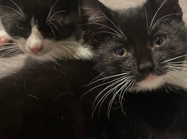 Kittens
