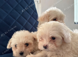 Maltese Puppies