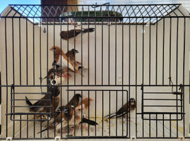 Bengalese finches