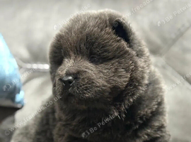 Beautiful blue eyed chow chow babies