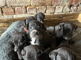 Vizla x lurcher pups