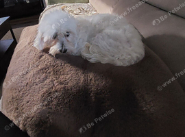 2yr old Maltese girl