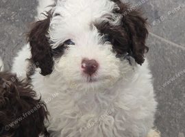 Beautiful F1BB rare curly cockapoo's