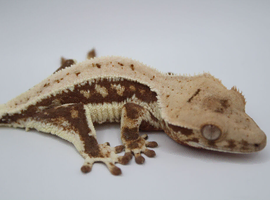 Various Crested Geckos