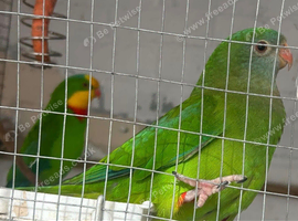 Pair of barrabands