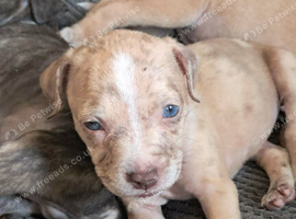 Pocket Bully cross bull mastiff