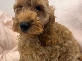 Quality Show  Cockapoo Puppies  reds and apricots