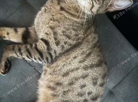 2 female cats