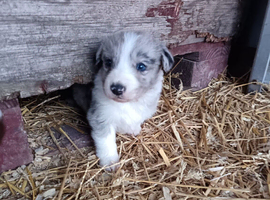 Last 1 ready soon border collie puppies