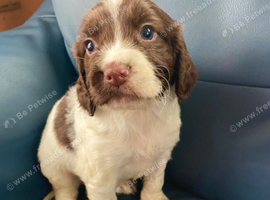 Cocker spaniel puppies
