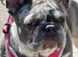 Merle French bulldog