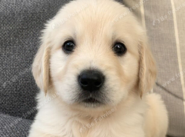 Golden retriever puppies