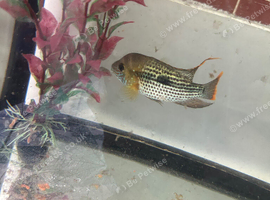Green terror cichlid 4 to 8 months old very friendly