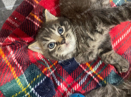Three gorgeous kittens looking for their forever homes