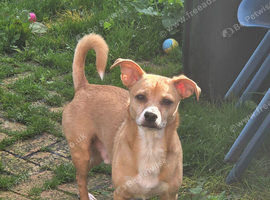 Bruno is looking for pastures new